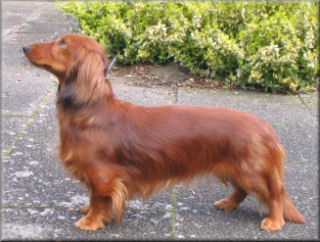 Torresbelana vom Lehhof 2005